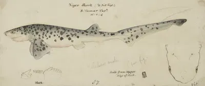 Notorynchus cepedianus (Tas): Broad seven-gill shark by Frank Edward Clarke — digital art print download
