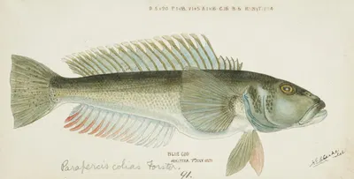 Parapercis colias by Frank Edward Clarke, 1871 — digital art print download