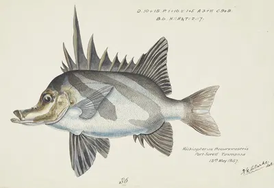 Pentaceropsis recurvirostris (Tas) : Long-snout boarfish by Frank Edward Clarke, 1867 — digital art print download