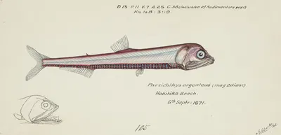 Photichthys argenteus (NZ) : Lighthouse fish by Frank Edward Clarke, 1871 — digital art print download