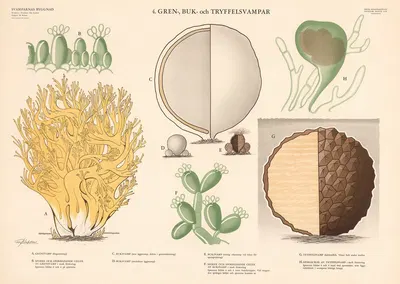 Gastroid and Truffle Fungi by Max Richter, 1950 — digital art print download