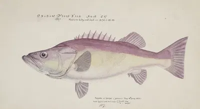 Polyprion oxygeneios (Hapuka or Groper) by Frank Edward Clarke, 1876 — digital art print download