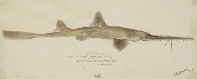 Pristiophorus nudipinnis (Tas) by Frank Edward Clarke, 1866 — digital art print download