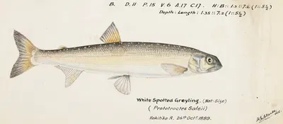 Prototroctes oxyrhynchus (White spotted greyling) by Frank Edward Clarke, 1889 — digital art print download