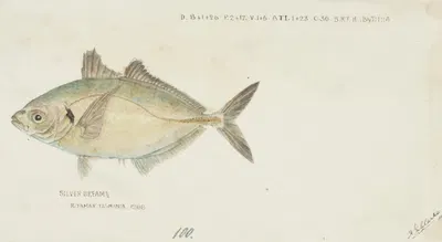 Pseudocaranx dentex (Tas): White trevally by Frank Edward Clarke, 1868 — digital art print download
