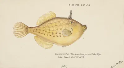Pseudomonacanthus peroni by Frank Edward Clarke, 1873 — digital art print download