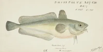 Pseudophycis barbata (Tas) : Southern Bastard Red Cod by Frank Edward Clarke — digital art print download