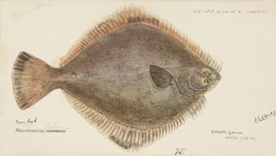 Rhombosolea tapirina: Flounder by Frank Edward Clarke, 1872 — digital art print download