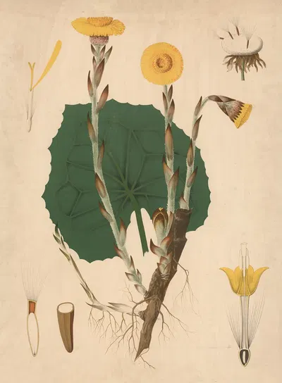 Følfod by Max Richter, 1936 — digital art print download