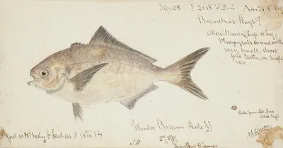 Seriolella punctata (Tas) : Silver warehou by Frank Edward Clarke, 1867 — digital art print download
