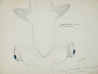 Sphyrna zygaena (NZ) – Hammerhead shark, head ventral aspect by Frank Edward Clarke, 1898 — digital art print download