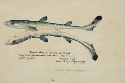 Squalus acanthias – Siamese twins : Spotted spiny dogfish by Frank Edward Clarke, 1875 — digital art print download