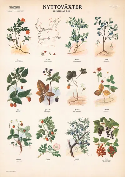 Fruits and berries by Max Richter, 1956 — digital art print download