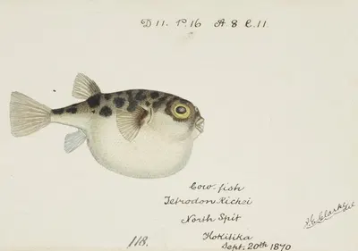 Tetraodon gillbanksii Clarke by Frank Edward Clarke, 1870 — digital art print download