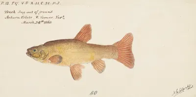 Tinca tinca (Tas) : Cyprindae family by Frank Edward Clarke, 1868 — digital art print download