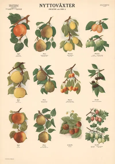 Fruits and berries by Max Richter, 1956 — digital art print download