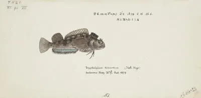 Tripterygion robustum (NZ) : Estuarine triplefin by Frank Edward Clarke — digital art print download