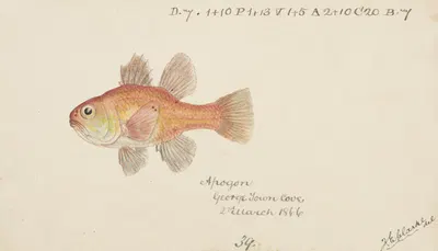 Vincentia conspera (Tas) : Southern Cardinalfish by Frank Edward Clarke, 1866 — digital art print download