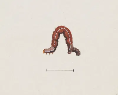 Entomology watercolour Pl.003 by George Hudson — digital art print download