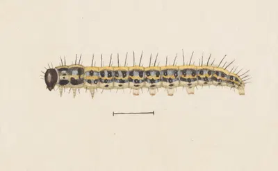 Entomology watercolour Pl.009 by George Hudson — digital art print download
