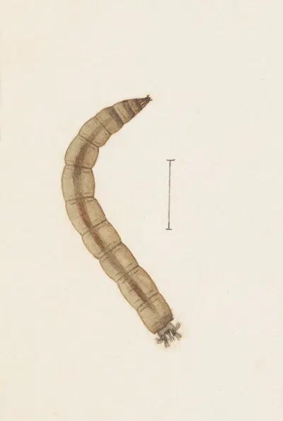 Entomology watercolour Pl.015 by George Hudson — digital art print download