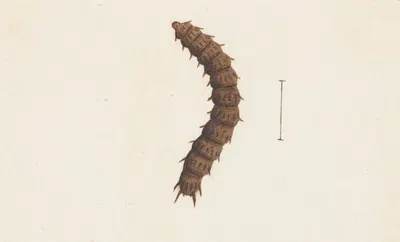 Entomology watercolour Pl.016 by George Hudson — digital art print download