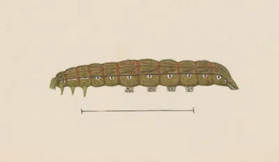 Entomology watercolour Pl.028 by George Hudson — digital art print download