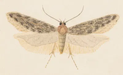 Entomology watercolour Pl.041 by George Hudson — digital art print download