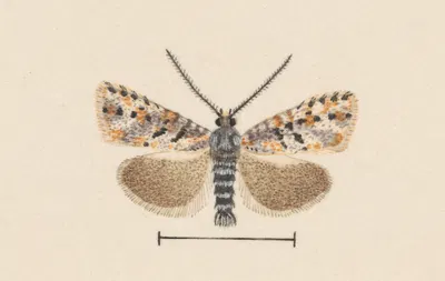 Entomology watercolour Pl.042 by George Hudson — digital art print download