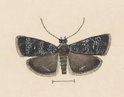 Entomology watercolour Pl.044 by George Hudson — digital art print download