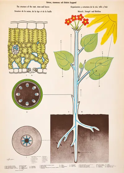 Rotens, stammens och bladets byggnad by Max Richter, 1966 — digital art print download