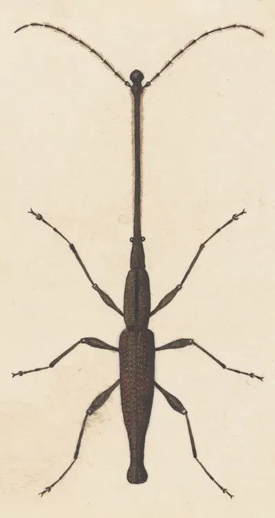 Entomology watercolour Pl.048 by George Hudson — digital art print download