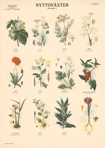 Spices by Max Richter, 1956 — digital art print download