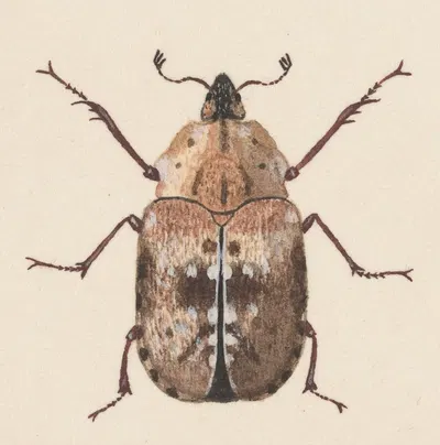 Entomology watercolour Pl.059 by George Hudson — digital art print download