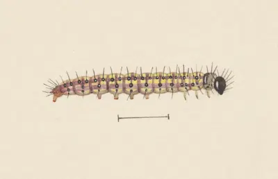 Entomology watercolour Pl.061 by George Hudson — digital art print download