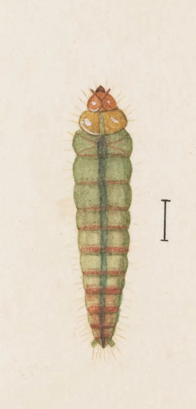 Entomology watercolour Pl.063 by George Hudson — digital art print download