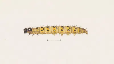 Entomology watercolour Pl.073 by George Hudson — digital art print download