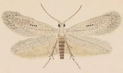 Entomology watercolour Pl.077 by George Hudson — digital art print download