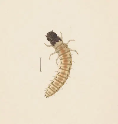 Entomology watercolour Pl.083 by George Hudson — digital art print download
