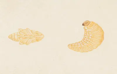 Entomology watercolour Pl.084 by George Hudson — digital art print download