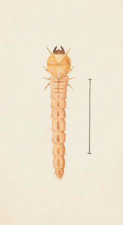 Entomology watercolour Pl.086 by George Hudson — digital art print download