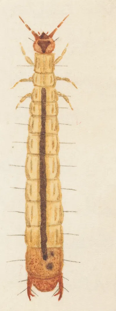 Entomology watercolour Pl.089 by George Hudson — digital art print download
