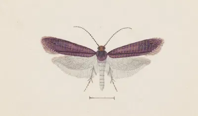 Entomology watercolour Pl.093 by George Hudson — digital art print download