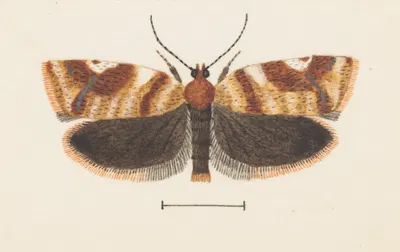 Entomology watercolour Pl.101 by George Hudson — digital art print download