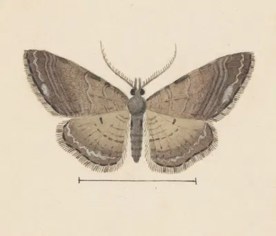 Entomology watercolour Pl.102 by George Hudson — digital art print download