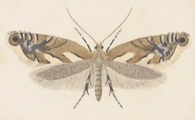 Entomology watercolour Pl.107 by George Hudson — digital art print download