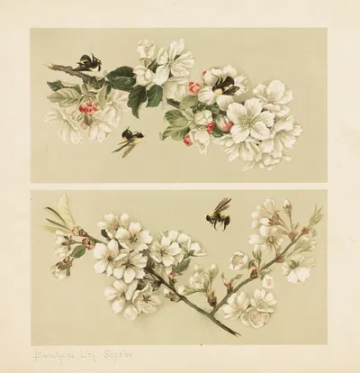 Cherry blossoms and bees, Apple-blossoms and bees by Olive E Whitney, 1886 — digital art print download