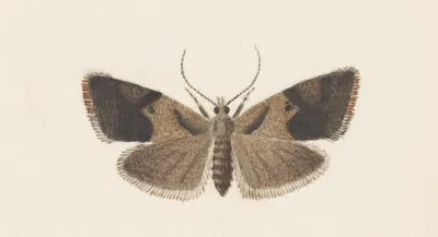 Entomology watercolour Pl.108 by George Hudson — digital art print download