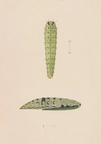 Entomology watercolour Pl.112 by George Hudson — digital art print download