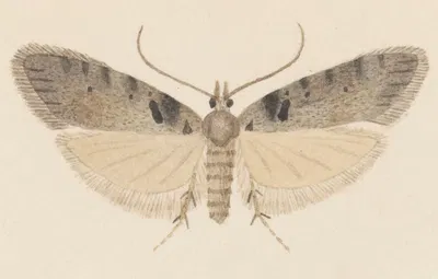 Entomology watercolour Pl.113 by George Hudson — digital art print download